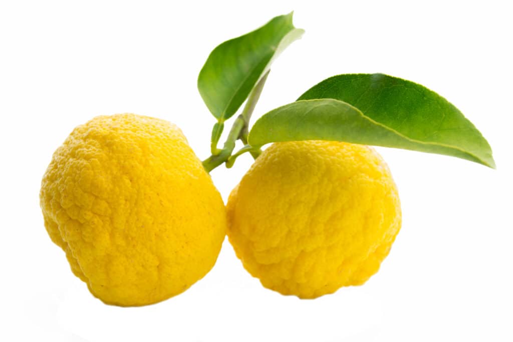 yuzu citrus fruit on isolated white background citrus fragrance notes